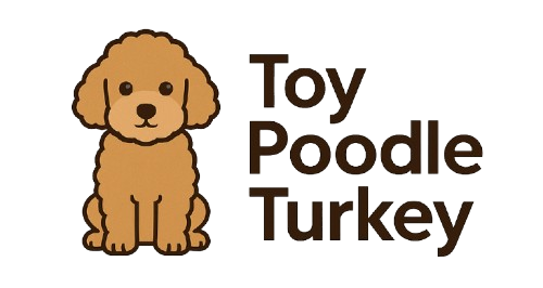 Toypoodle Sahiplendirme